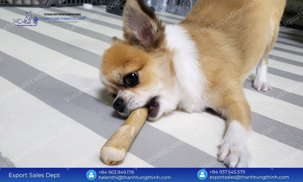 Small terrier enjoying a size-appropriate stick to highlight hypoallergenic coffee wood dog chew benefits