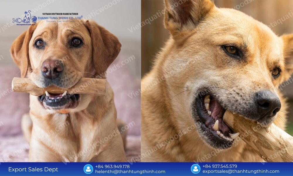 Power chewers exerting jaw pressure to test the structural durability and coffee wood dog chew benefits
