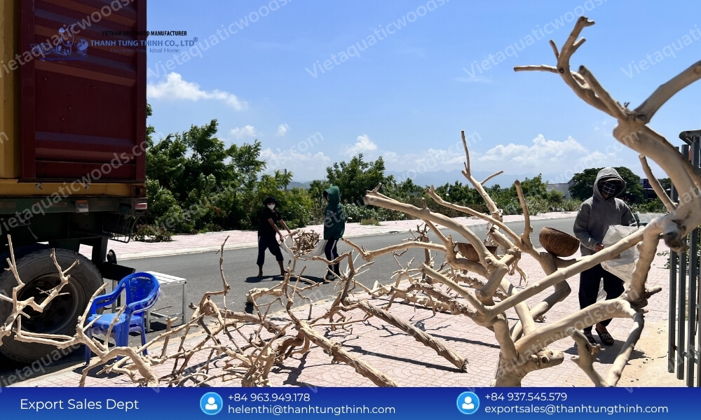Factory workers transporting massive raw branches to manufacture wholesale coffee wood bird perch products