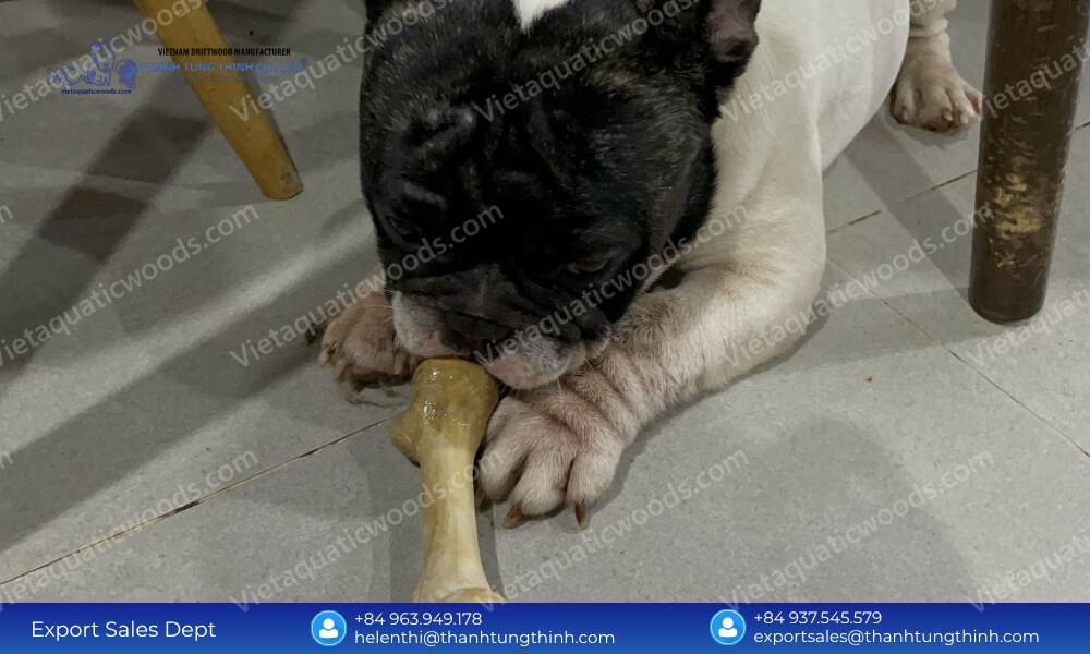 French bulldog with sensitive digestion gnawing a hypoallergenic stick to see are coffee wood dog chew safe