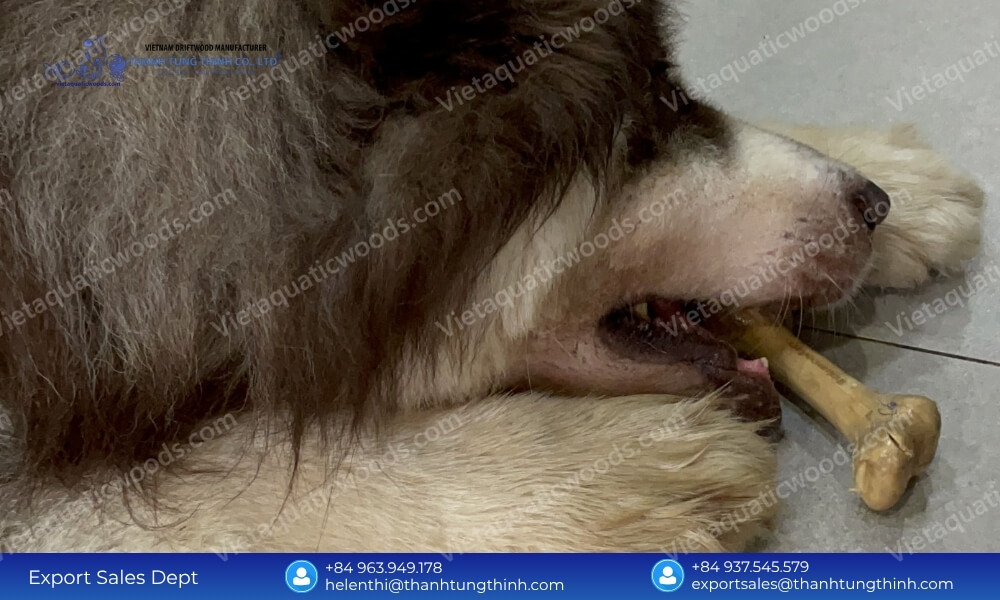 Large long-haired dog chewing a non-splintering toy to prove are coffee wood dog chew safe under jaw pressure