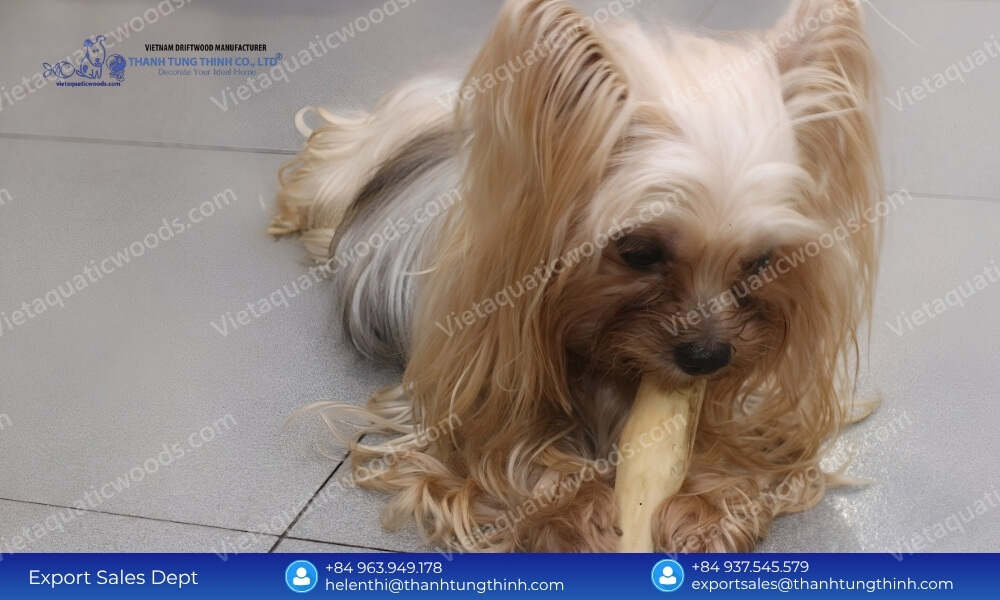 A long-haired Yorkshire Terrier lying down on a tiled surface enjoying a light-colored natural chew stick