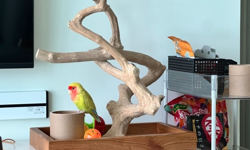 bulk bird perch supplies manufacturer industrial scale large volume pet toy supplier