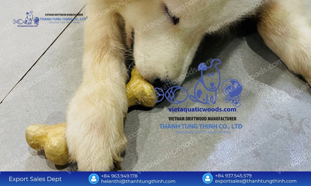 A fluffy white samoyed dog lying on the floor and gnawing a durable large coffee wood dog chew