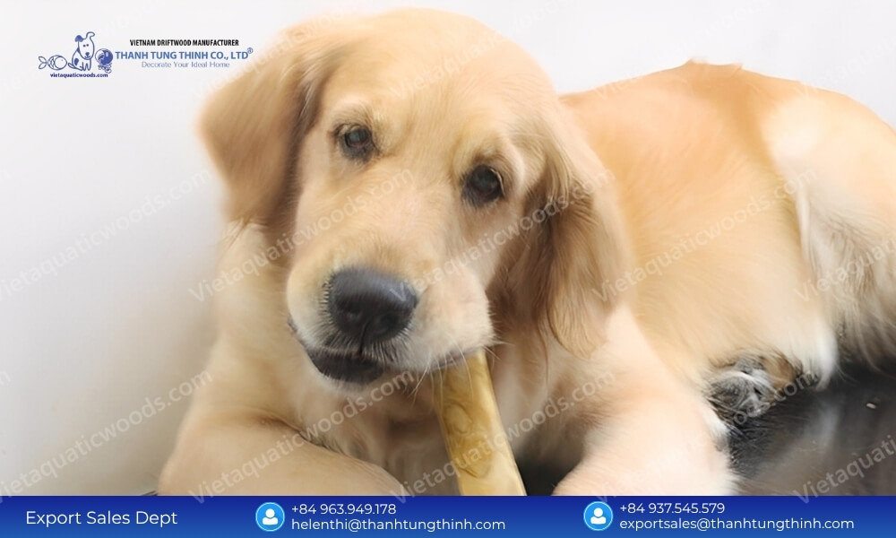 A golden retriever puppy lying down comfortably and chewing a premium large coffee wood dog chew