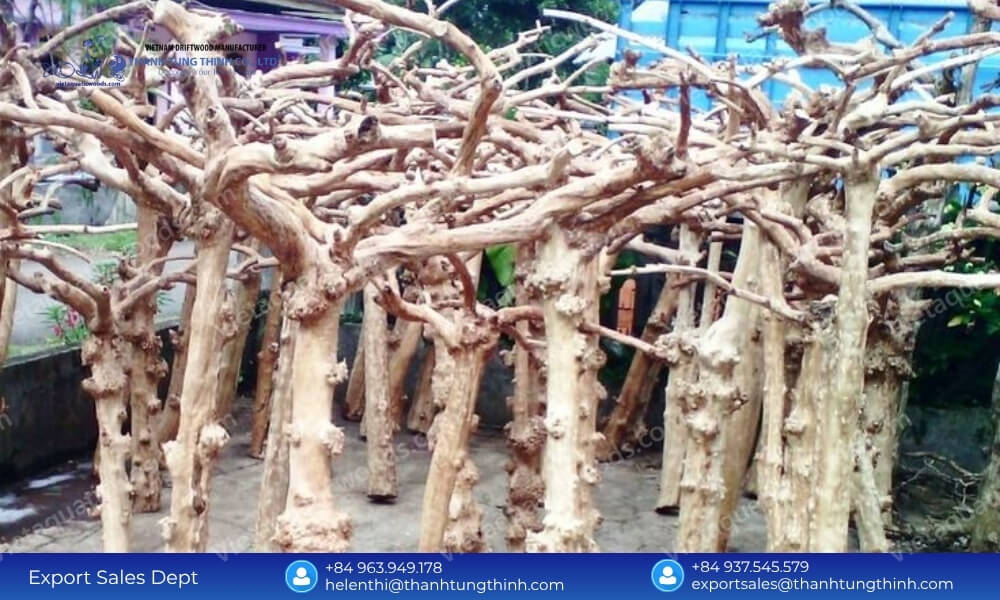 Raw coffee wood branches ready for processing by a Coffee Wood Bird Perch supplier