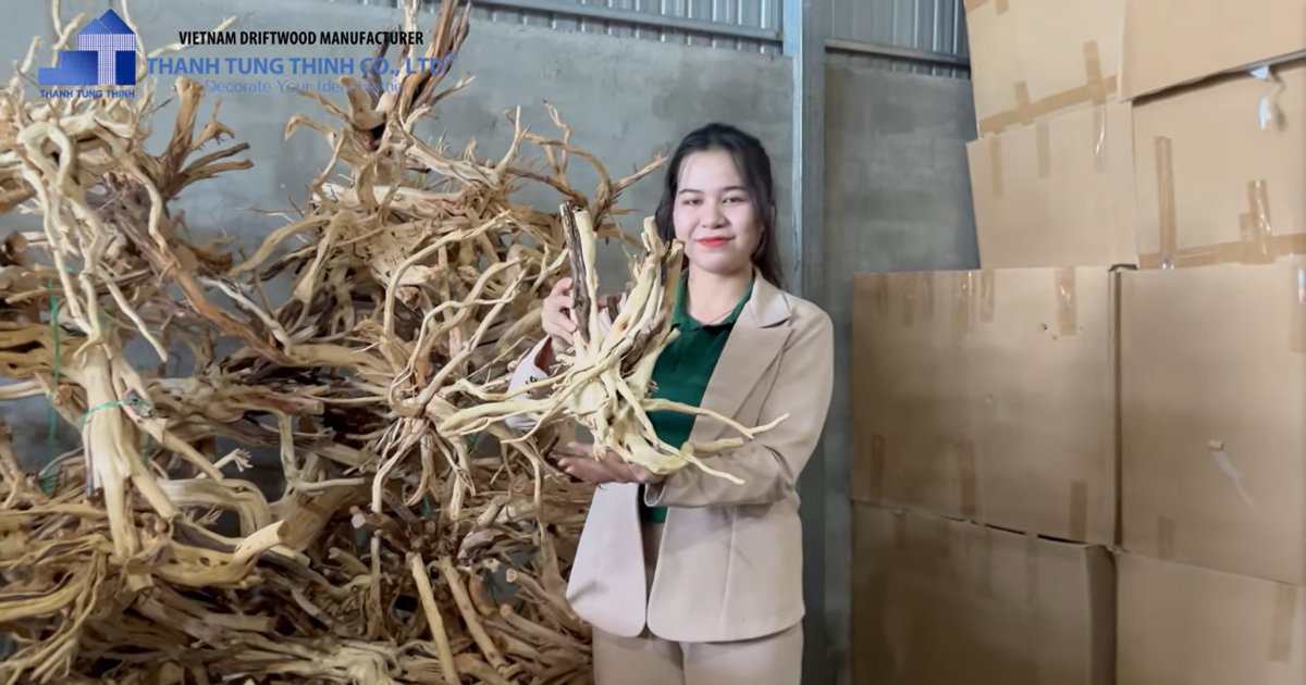 The packaging process of a Driftwood Bonsai Manufacturer in Vietnam