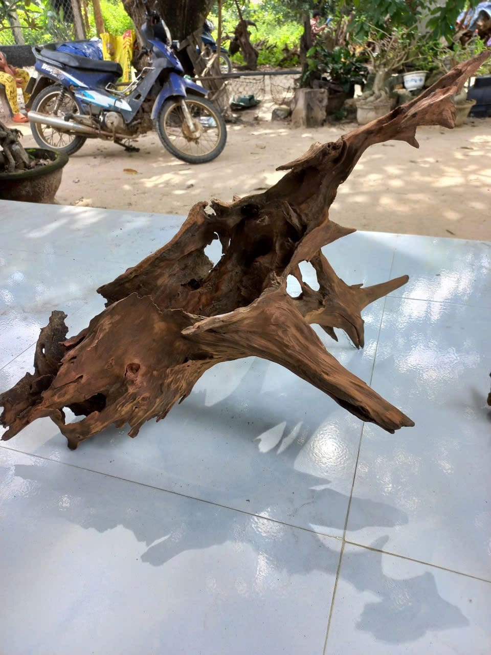 dodo-wood-01