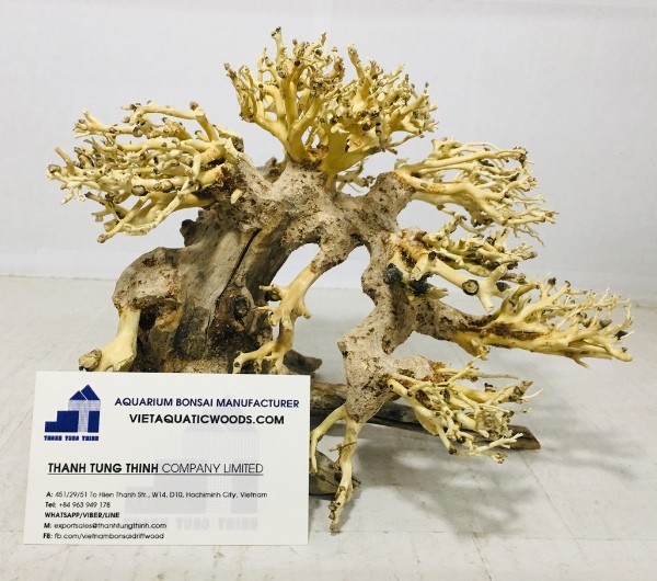 Ảnh có chứa thực vật, cây bonsai, cây cối  Mô tả được tạo tự động