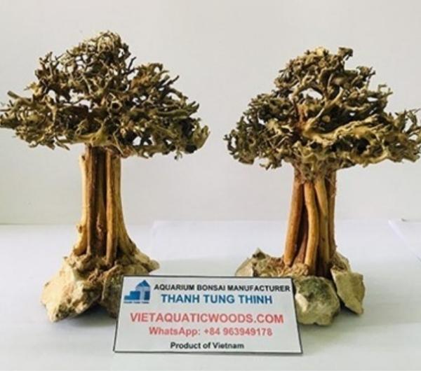 Ảnh có chứa văn bản, thực vật, cây cối, cây bonsai  Mô tả được tạo tự động