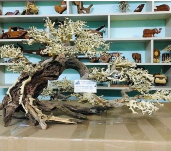 manufacturer-medium-bonsai-woods-2.jpg