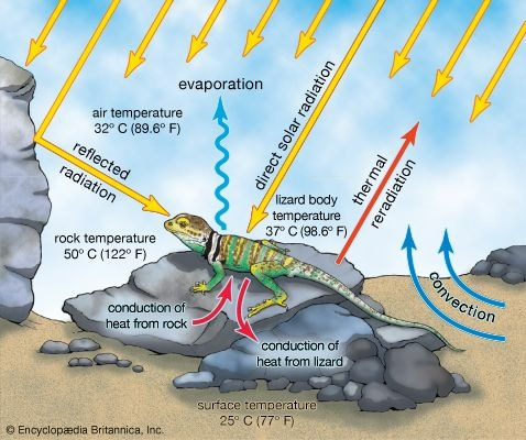 reptile-thermoregulation