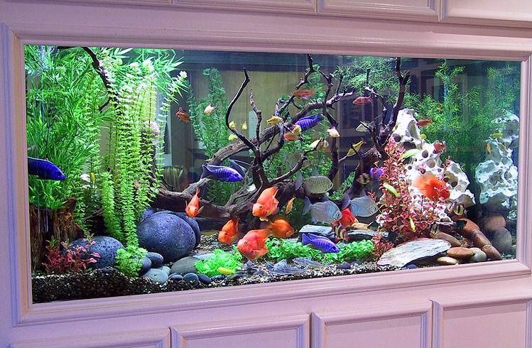 Top 13 Aquarium Accessories Every Fish Lover Needs