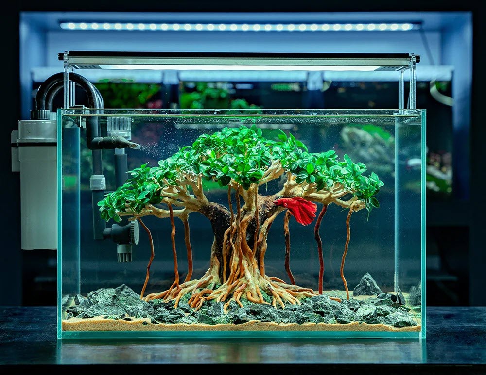 aquarium-bonsai-driftwood