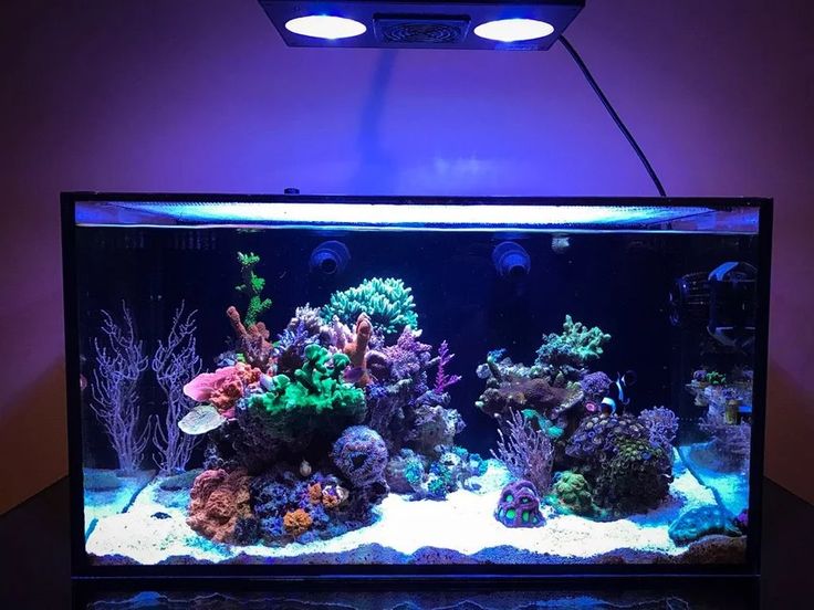 Common Problems and Solutions When Using Aquarium Parts and Accessories