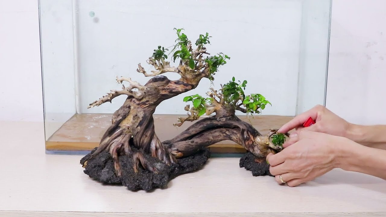 decorate-bonsai-driftwood