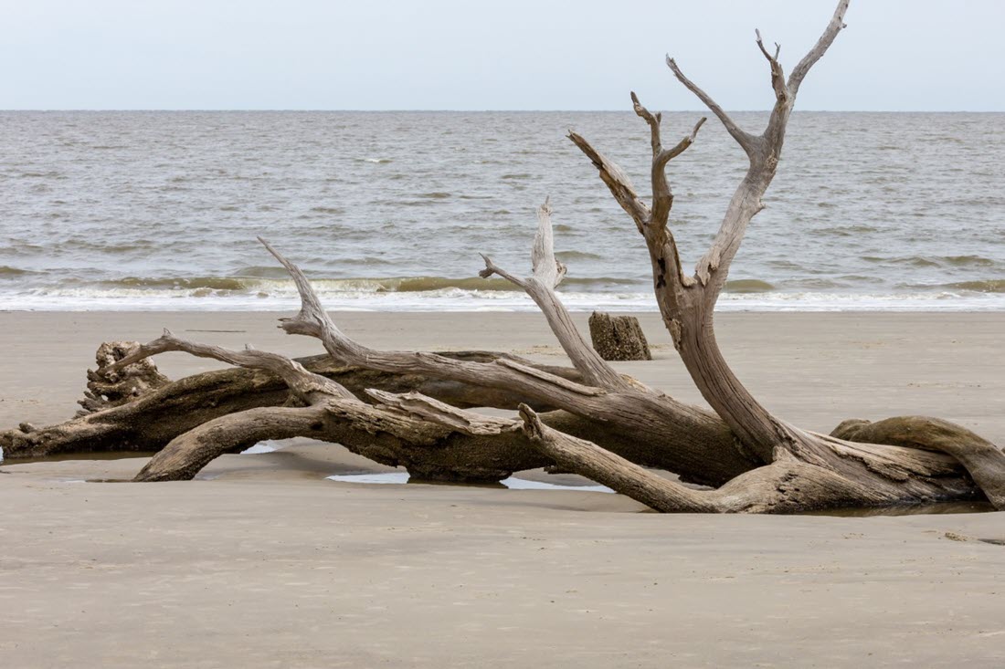 driftwood-can-be-found-in-beaches-rivers-lakes