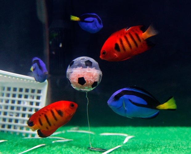 enrichment-toys-keep-your-fish-active-and-engaged