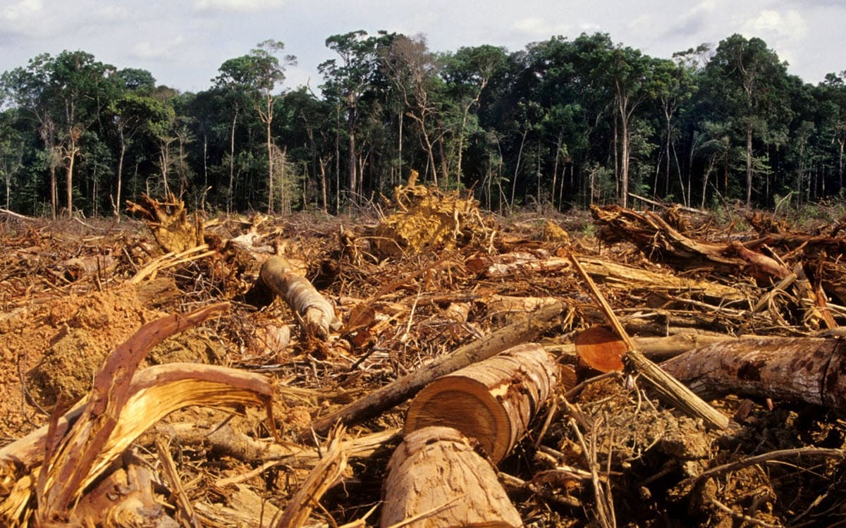 Unregulated driftwood collection threatens ecosystems and biodiversity