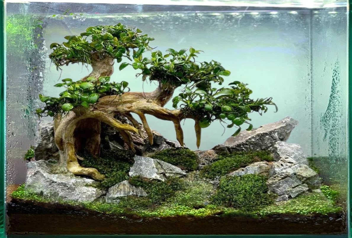 Large bonsai driftwood for aquarium centerpieces-makes-a-stunning-aquascape