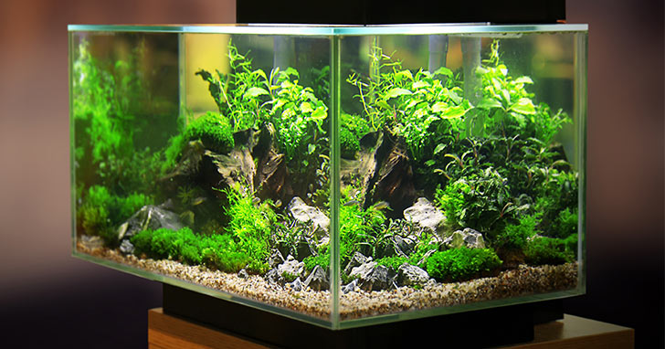 Live-plants-in-an-aquarium