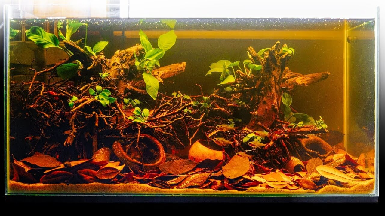 A blackwater-style aquarium featuring natural driftwood for aquariums, creating a natural and immersive aquatic environment