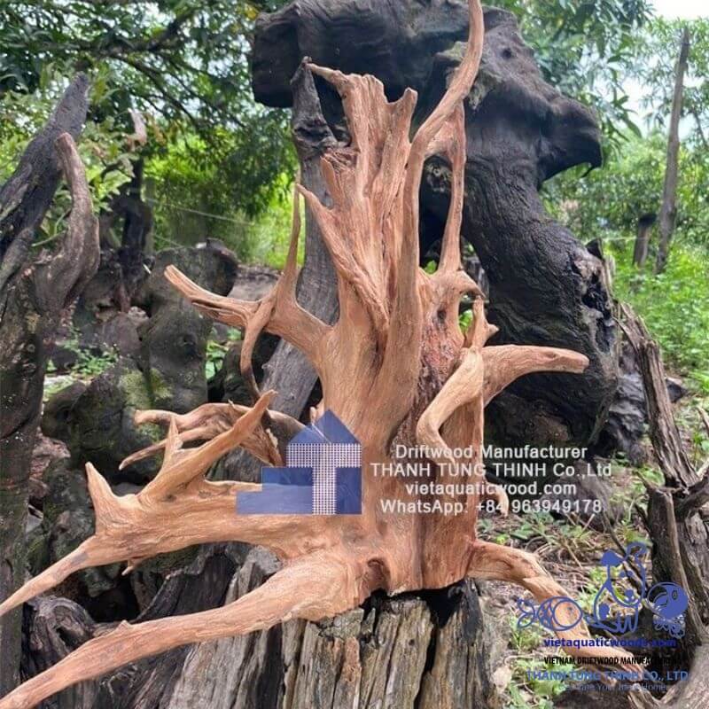 natural driftwood, dodo wood, ideal for aquascaping, decorative displays