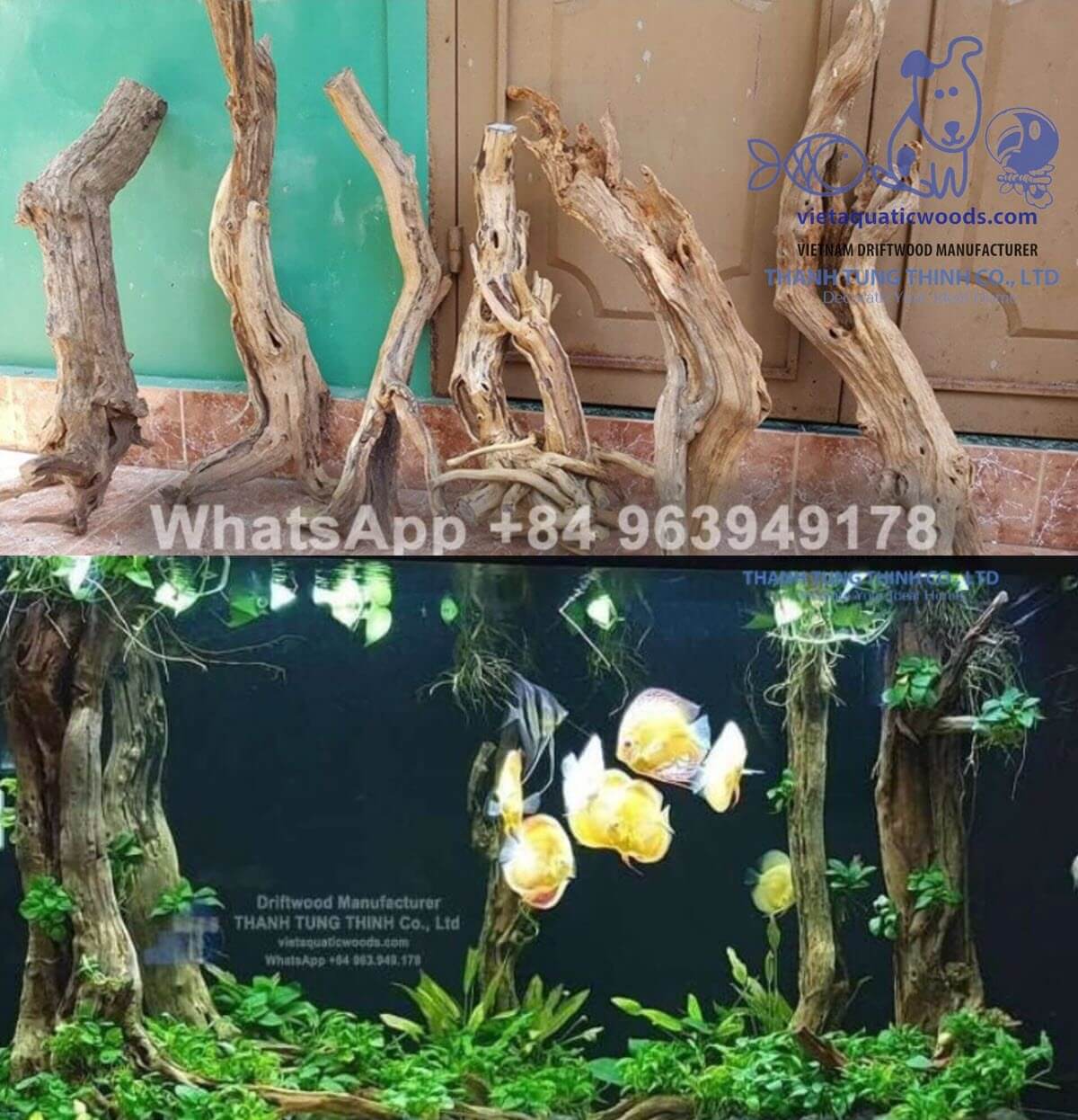 Linh Sam driftwood in fish tanks, a natural driftwood choice with upright, branch-like structures for aquascaping