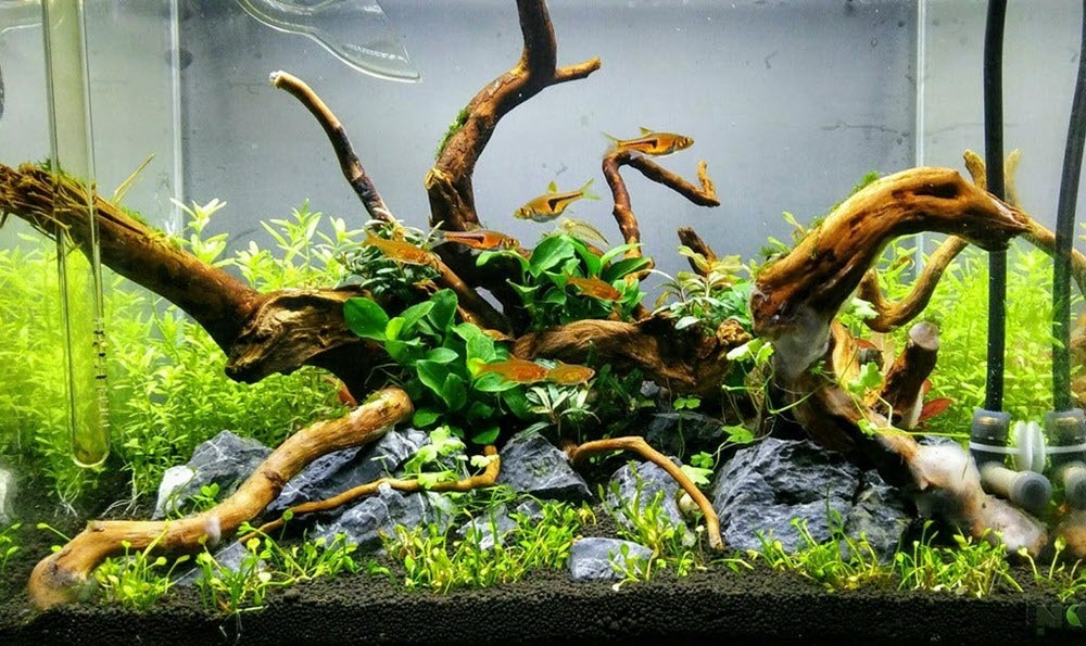 Driftwood is a unique centerpiece for your aquarium, enhancing its natural beauty