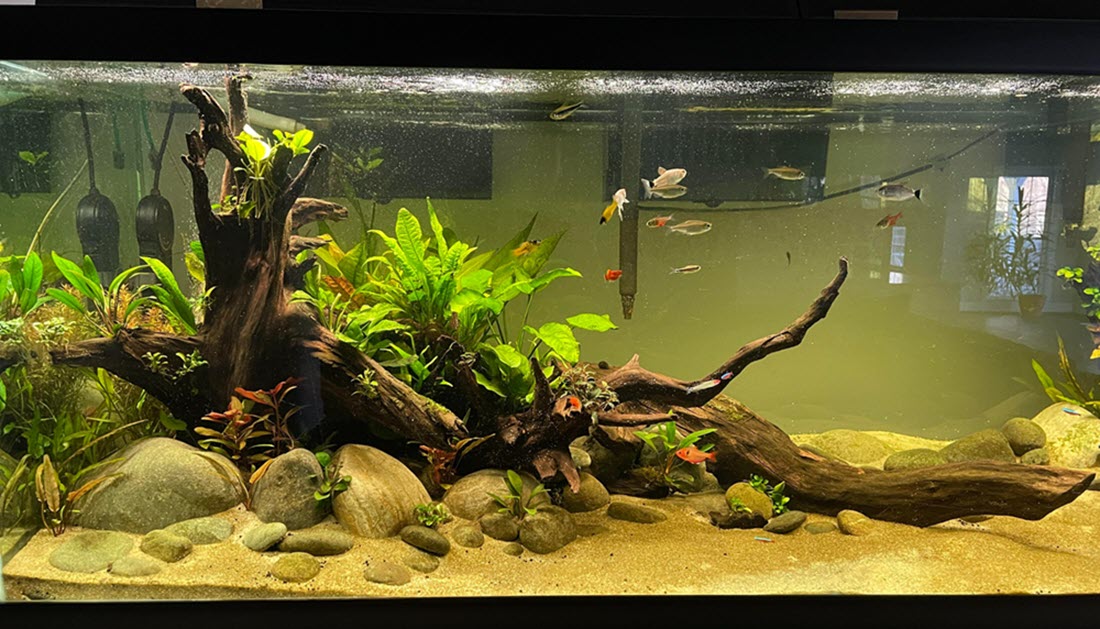 Driftwood provides essential shelter for aquarium pets, creating a natural habitat