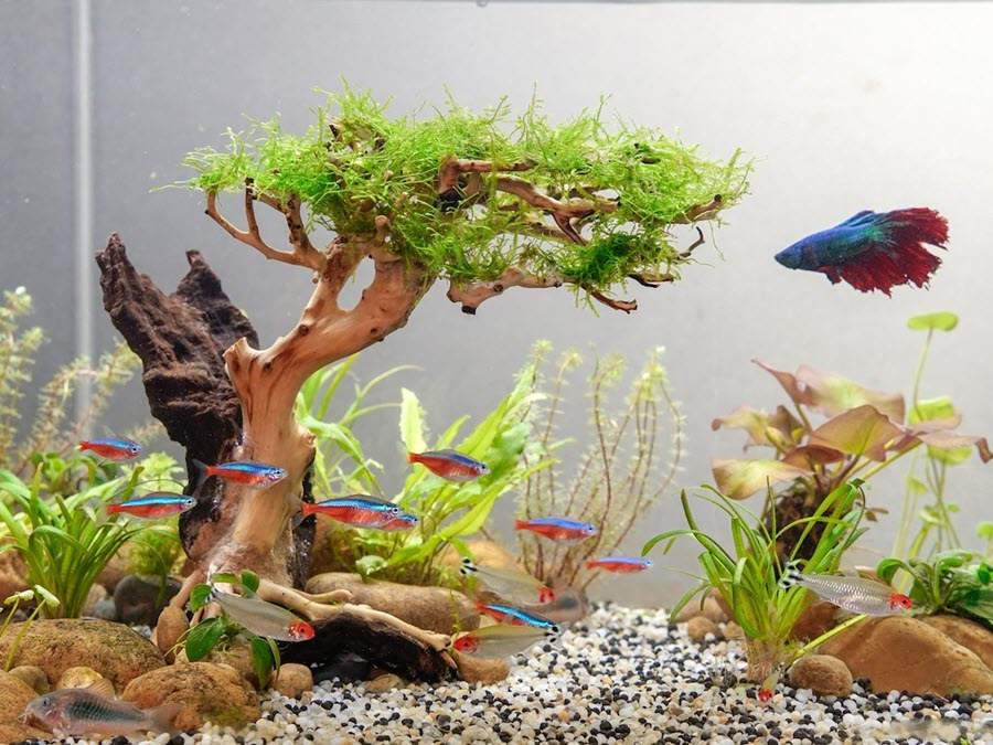 place-bonsai-driftwood