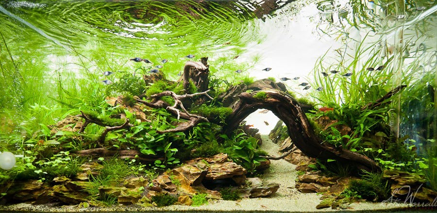 turn-your-fish-tank-into-a-masterpiece-with-aquarium-driftwood