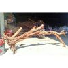 Huge Roots Driftwood