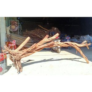 Huge Roots Driftwood