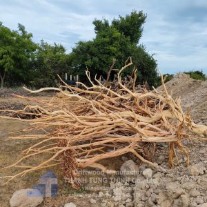 Alternative view of Huge Roots Driftwood