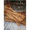 Red forest roots driftwood
