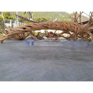 Huge Roots Driftwood