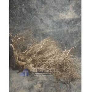 White forest driftwood