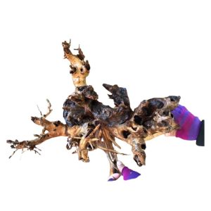 Alternative view of New Style Kimchi Woods