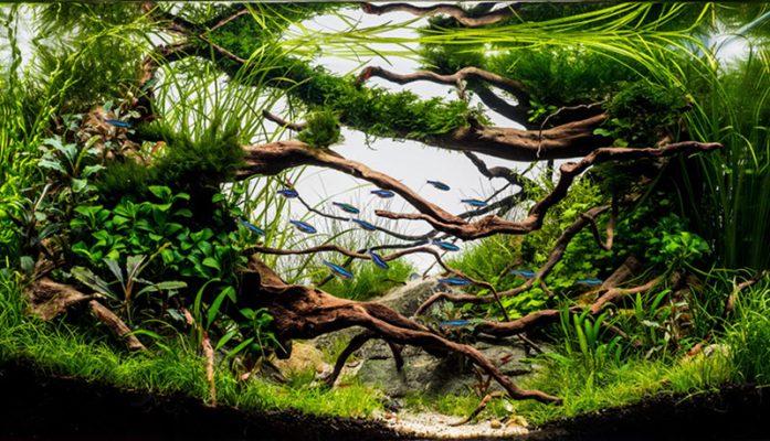 aquarium driftwood
