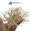 aquarium sansan driftwood