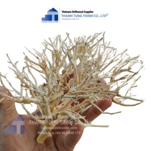 aquarium sansan driftwood
