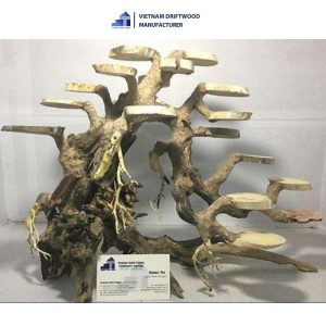 coin-shaped bonsai driftwood