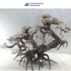 curly large bonsai driftwood