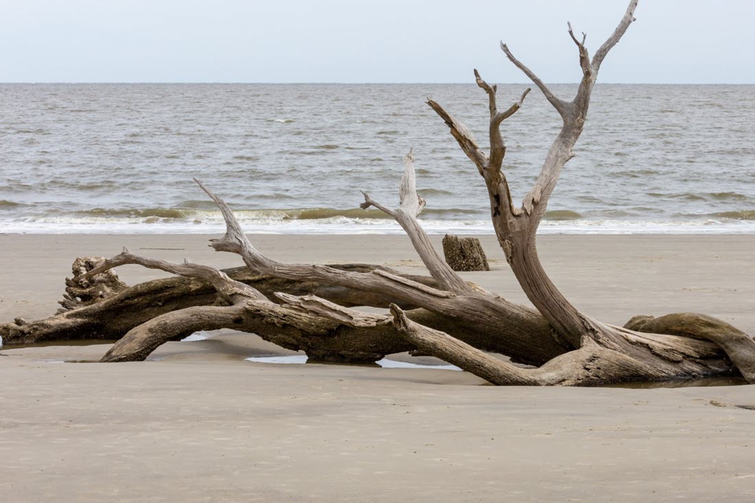 Driftwood can be found at beaches, rivers, lakes