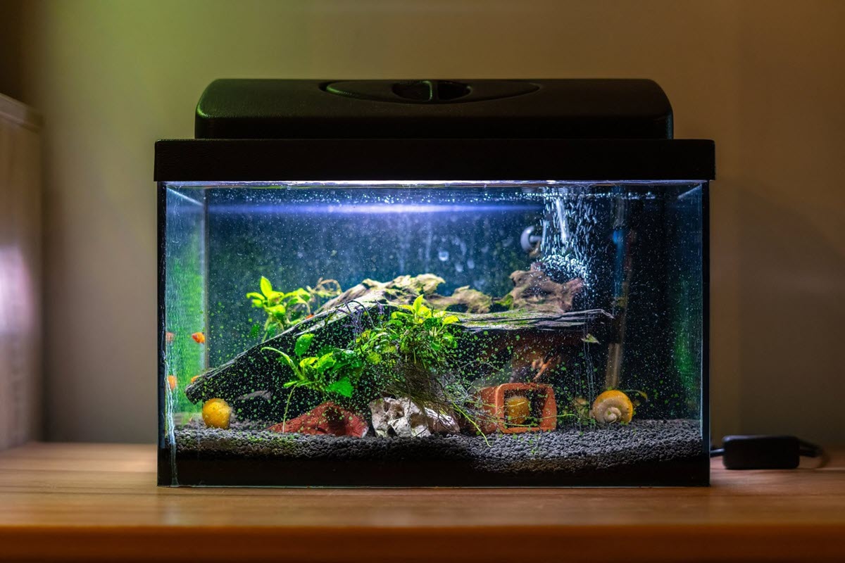 Driftwood improves the overall health of aquarium