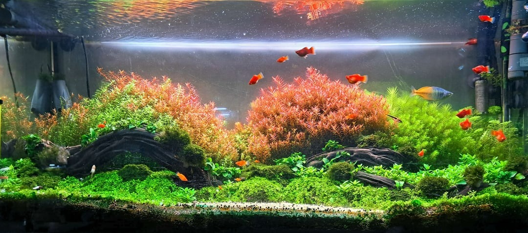 Dutch-style aquascape