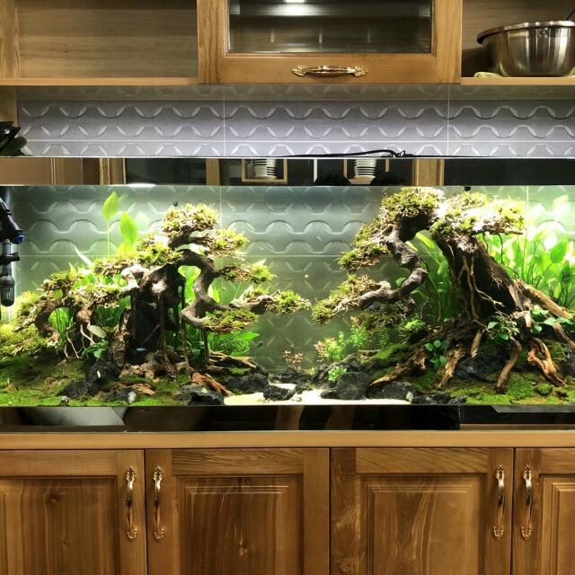 Ensuring aquarium bonsai tree fits proportionally within your tank
