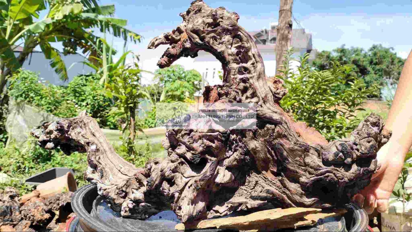 Large natural driftwood is suitable for larger tanks