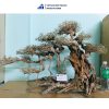 left-tilted bonsai driftwood